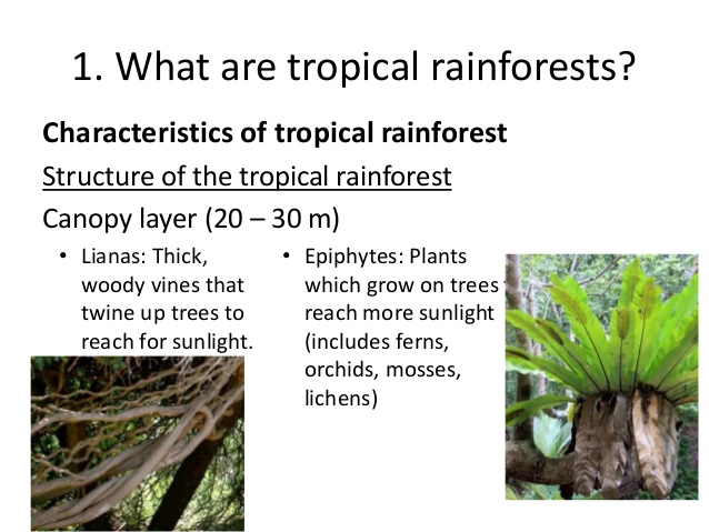 list the characteristics of plants